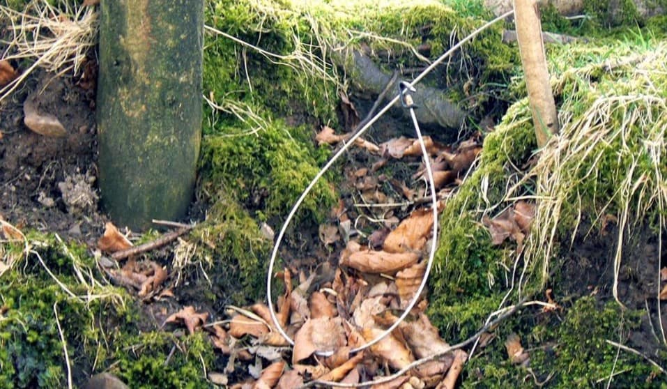 Primitive Snare Traps