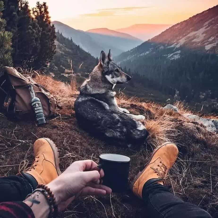 Mans Best Friend